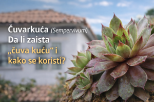 cuvarkuca-sempervivum-prirodna-zastita-doma-pametnadomacica