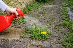 Kako da uništite korov ispred kuće prirodnim putem