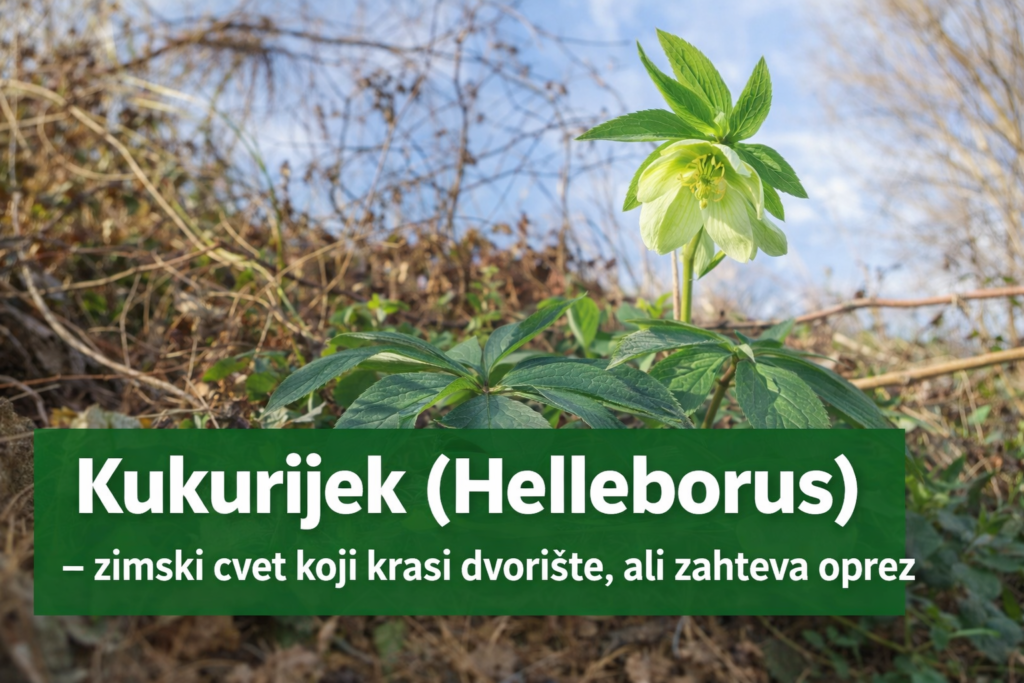 kukurijek biljka cvet u bašti prirodna upotreba