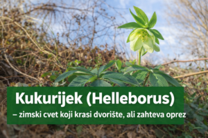 kukurijek biljka cvet u bašti prirodna upotreba