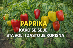 paprika-kako-seje-sta-voli-koristi-pametnadomacica