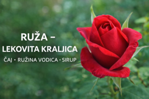 ruza-lekovita-kraljica-naslovna-pametnadomacica