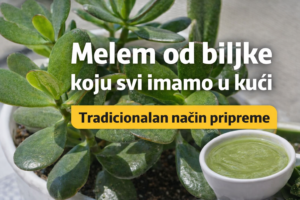 biljka novca crassula ovata listovi prirodni melem