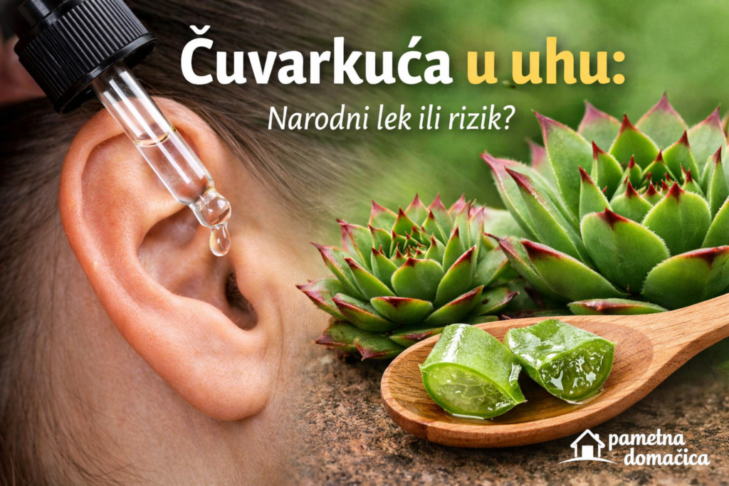 Čuvarkuća u uhu – kap soka iz biljke i prikaz lista čuvarkuće kao narodni lek za bol u uhu