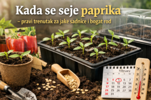 setva paprike u posudama i klijanje sadnica