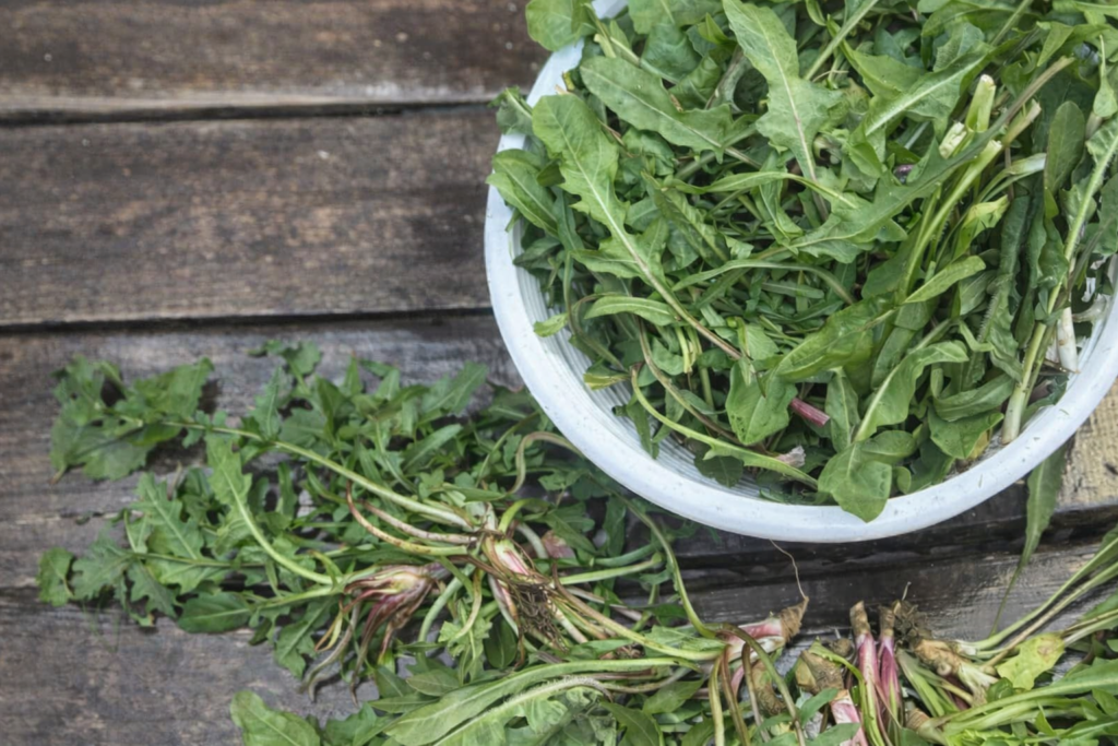 svezi listovi maslacka u ciniji prirodno prolecno ciscenje organizma