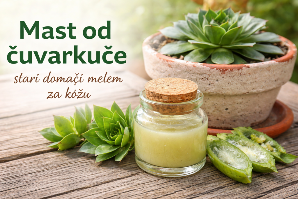 mast od čuvarkuće domaći melem od biljke čuvarkuće