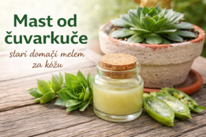 mast od čuvarkuće domaći melem od biljke čuvarkuće