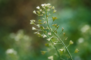 Rusomača lekovita biljka (Capsella bursa-pastoris) u prirodi