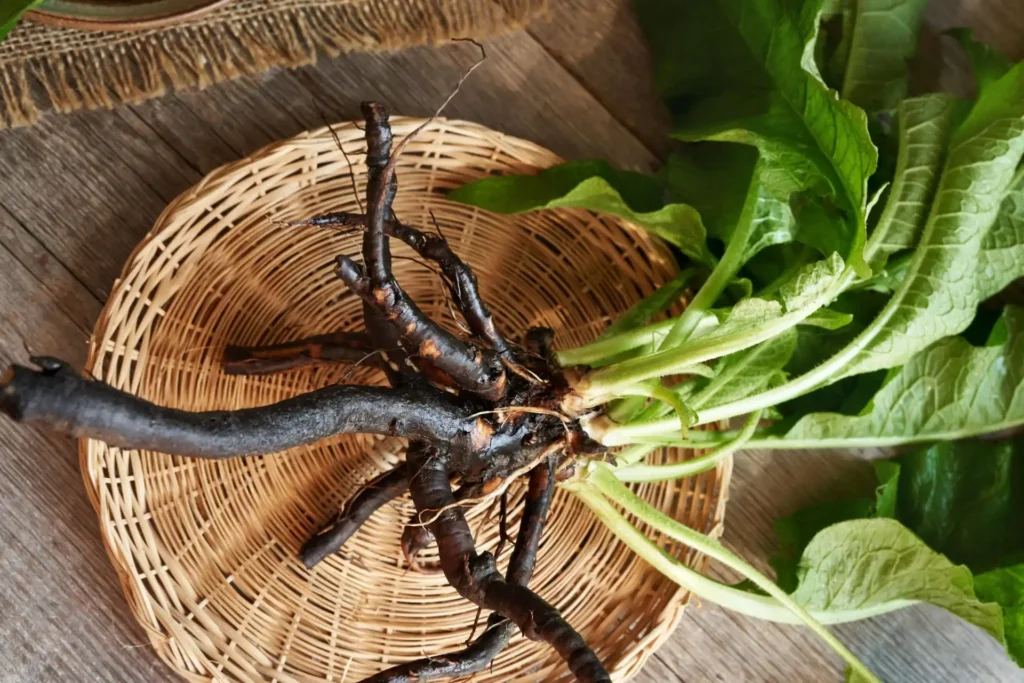 gavez koren prirodna upotreba i tradicionalna primena