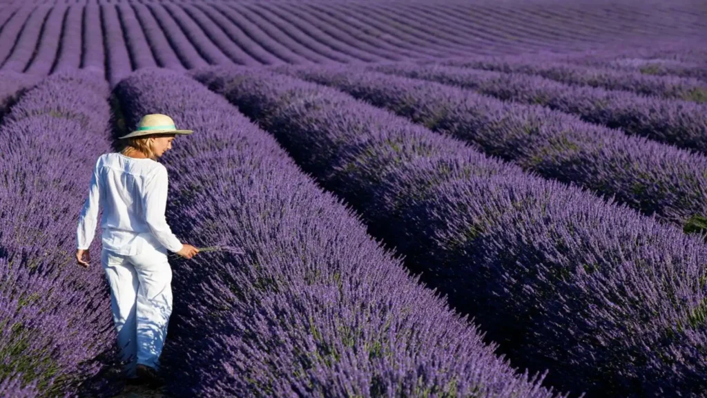 biljka nana u basti prirodna nega i upotreba